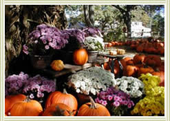 Autumn Pumpkins, Click for larger image.
